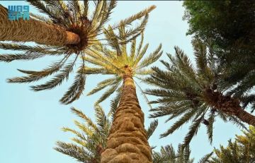 متنزه النخيل بمحافظة حقل واحة غناء تستقطب الزائرين في عيد الفطر متنزه النخيل بمحافظة حقل واحة غناء تستقطب الزائرين في عيد الفطر