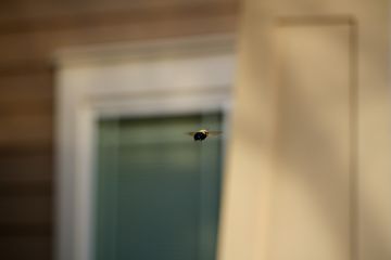 ذباب أسود لاسع يغزو جنوب كاليفورنيا