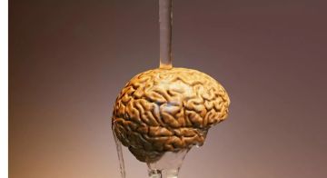 علماء ينجحون في (إحياء) دماغ متجمد لأول مرة في التاريخ
