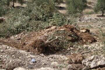 العدو الإسرائيلي يجرف أراضي ويقتلع أشجار زيتون في عين يبرود شرق رام الله