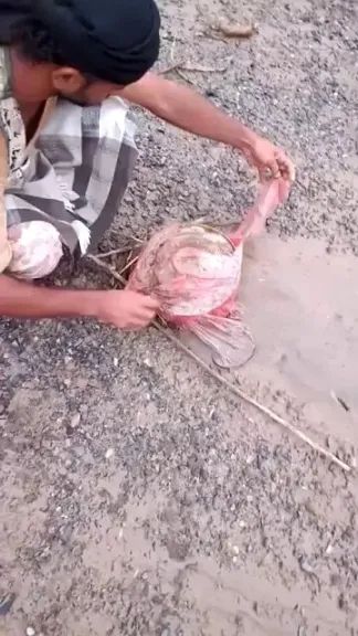 جريمة حوثية جديدة.. وضع ألغام في أكياس بلاستيكية ورميها في مجاري السيول لنقلها إلى المناطق المحررة (فيديو)