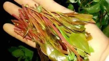 يان عاجل من ضرائب لحج ينفي تورطهم في أزمة القات!