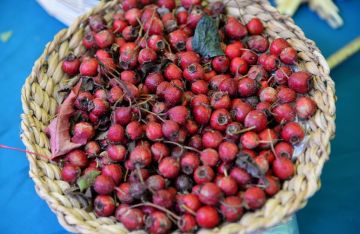 ثمار الزعرور تحمي الكبد من تراكم الدهون ثمار الزعرور تحمي الكبد من تراكم الدهون