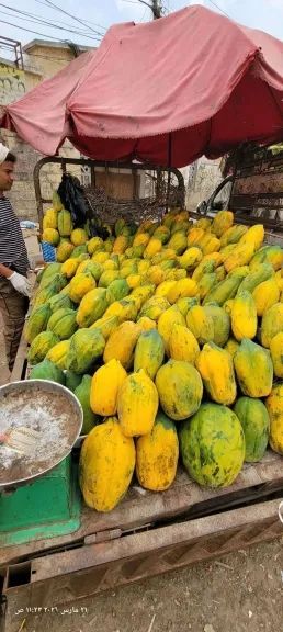 فاكهة سحرية في أسواق عدن.. تشفي القولون والمعدة! اكتشف سرها فاكهة سحرية في أسواق عدن.. تشفي القولون والمعدة! اكتشف سرها