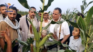 محافظ حجة يطلع على مزارع الذرة والطماطم في عبس محافظ حجة يطلع على مزارع الذرة والطماطم في عبس