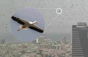 حقيقة فيديو غربان تل أبيب .. أسراب طيور مهاجرة تثير الجدل على مواقع التواصل حقيقة فيديو غربان تل أبيب .. أسراب طيور مهاجرة تثير الجدل على مواقع التواصل