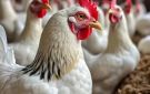 سعر الفراخ اليوم الأربعاء 18 مارس 2026.. تحرك جديد في أسعار الدواجن بالأسواق المصرية