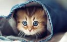 رسائل من عالم آخر.. ماذا تخفي عيون القطط في أحلامك؟