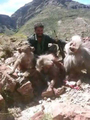 قتل قرود نادرة في اليمن يثير موجة استنكار واسعة