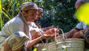مشروع أممي يدعم آلافا من مزارعي البن في تعز