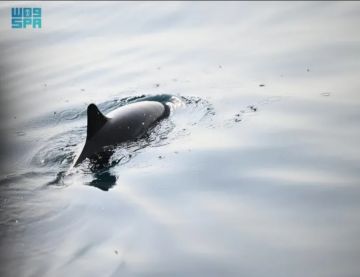 الدلافين ترسم لوحة طبيعية في سواحل فرسان