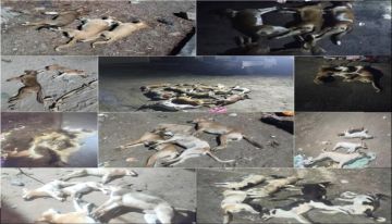 القضاء على (70) كلبا ضالا خلال حملة بيئية مكثفة في خور مكسر بعدن