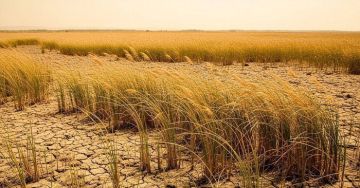 الأمم المتحدة: موجات الحر تهدد بانهيار نظم الغذاء والزراعة