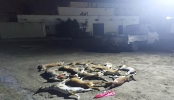 القضاء على (70) كلبا ضالا خلال حملة بيئية مكثفة في خور مكسر