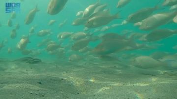 أسراب سمك الحريد تظهر على شواطئ جزر فرسان بالسعودية