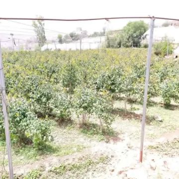 الحوثيون ينشئون قاعدة بيانات للمزارعين في بني بهلول لإجبارهم على دفع الزكاة