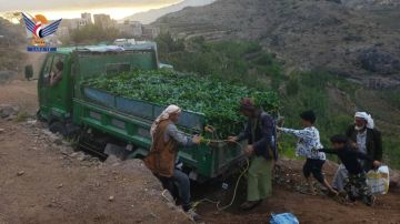 تنفيذ مبادرة ذاتية لزراعة ثلاثة آلاف شتلة بن في مديرية الحيمة الداخلية تنفيذ مبادرة ذاتية لزراعة ثلاثة آلاف شتلة بن في مديرية الحيمة الداخلية