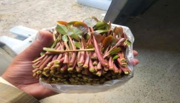 ضريبة القات في شبوة : قصة فساد لا يجرؤ أحد على إيقافها