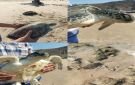 عدن .. بلاغ يعيد سلحفاة الى بيئتها الطبيعية في ساحل جولد مور
