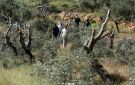 العدو الإسرائيلي يقتحم سلوان ويصدر قرارا بإفراغ أرض من محتوياتها ويقتلع أشجار زيتون معمرة شرق قلقيلية
