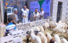 تدشين مشروع الأضاحي بمحافظة صنعاء