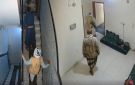 طفل يصرخ عوائل.. عوائل.. عناصر حوثية تقتحم منزل رجل اعمال في إب وتروع أسرته - فيديو 