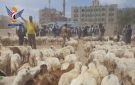 أمانة العاصمة تسير قافلة أضاحي عيدية للمرابطين في جبهات العزة والكرامة