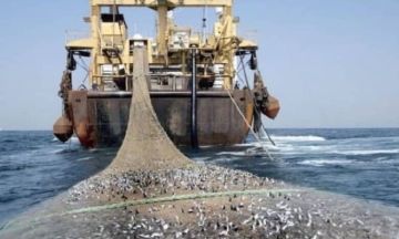 صيادو شقرة ومقاطين بأبين يحذرون: الثروة السمكية في خطر بسبب المخالفات والاصطياد الجائر صيادو شقرة ومقاطين بأبين يحذرون: الثروة السمكية في خطر بسبب المخالفات والاصطياد الجائر