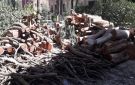 تحذيرات من مخاطر الاحتطاب الجائر في اليمن ومطالبات للسلطات بالتدخل العاجل لوقف استنزاف الأشجار