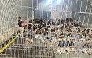 العدو الإسرائيلي يصدر ويجدد أوامر اعتقال إداري لـ56 فلسطينيا من الضفة