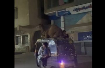 (يا مصر بتعمليها إزاي!).. فيديو طريف لعملية نقل جمل بطريقة غريبة