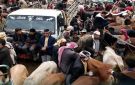 تفشي جدري الأبقار يهدد المواشي بمناطق سيطرة الحوثيين