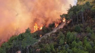 الجزائر.. مصرع 12 شخصا جراء حرائق غابات بعدة ولايات الجزائر.. مصرع 12 شخصا جراء حرائق غابات بعدة ولايات