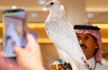 بـ1.3 مليون ريال.. ثاني أغلى صقر في التاريخ يباع في السعودية بـ1.3 مليون ريال.. ثاني أغلى صقر في التاريخ يباع في السعودية