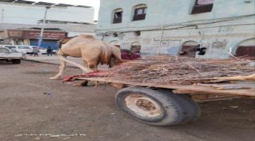 عودة نشاط بائعي الحطب في العاصمة عدن بسبب أزمة الغاز المنزلي عودة نشاط بائعي الحطب في العاصمة عدن بسبب أزمة الغاز المنزلي