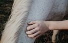 حليب الفرس قد يحمي الأمعاء من الالتهابات المزمنة