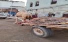 عودة نشاط بائعي الحطب في العاصمة عدن بسبب أزمة الغاز المنزلي - ye
