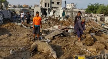 غزة تفقد 95 من ثروتها الحيوانية جراء الإبادة الجماعية الإسرائيلية غزة تفقد 95 من ثروتها الحيوانية جراء الإبادة الجماعية الإسرائيلية