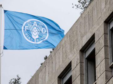 الفاو: أسعار الغذاء العالمية بلغت في أغسطس أعلى مستوياتها منذ 2022 الفاو: أسعار الغذاء العالمية بلغت في أغسطس أعلى مستوياتها منذ 2022