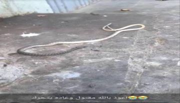 الأهالي يقتلون ثعبانا ضخما في حي ريمي بالمنصورة.. ويطلقون نداء لحملة نظافة شاملة الأهالي يقتلون ثعبانا ضخما في حي ريمي بالمنصورة.. ويطلقون نداء لحملة نظافة شاملة