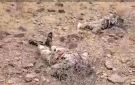 إعلاميون وناشطون يطلقون حملة قربت_نهايتك_ياحوثي تأكيدا على قرب طي صفحة المشروع الحوثي - ye