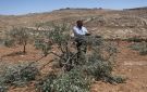 مستوطنون يجرفون أراضي زراعية ويقتلعون أشجار زيتون في بلدة نعلين